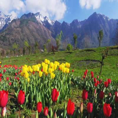 Tulip Festival Sight Seeing Tour